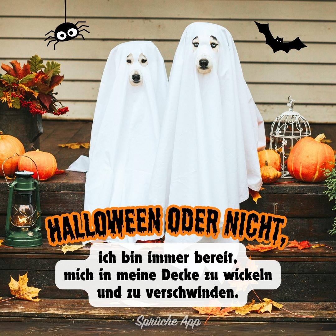 Zwei Hunde in weißen Bettlaken verkleidet als Geister sitzen auf einer Veranda, umgeben von Kürbissen und Herbstdekorationen. Ein Halloween-Spruch auf dem Bild sagt: 'Halloween oder nicht, ich bin immer bereit, mich in meine Decke zu wickeln und zu verschwinden.'